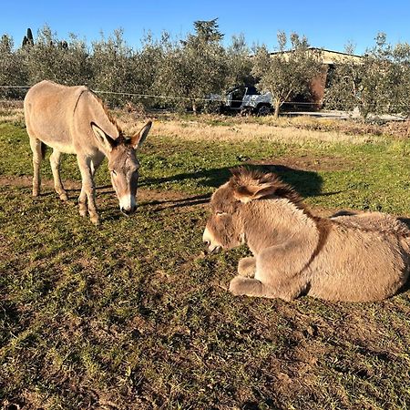 Agriturismo Il Puntoncino Marsiliana Ngoại thất bức ảnh